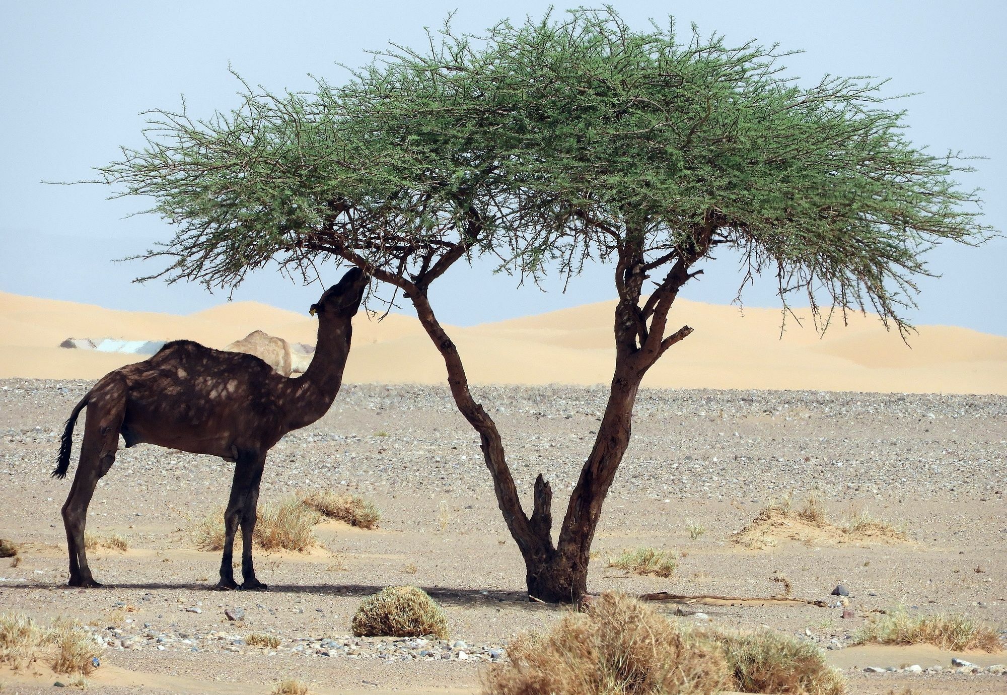 Luxury Sahara Dream Camp Hotel Merzouga Ngoại thất bức ảnh
